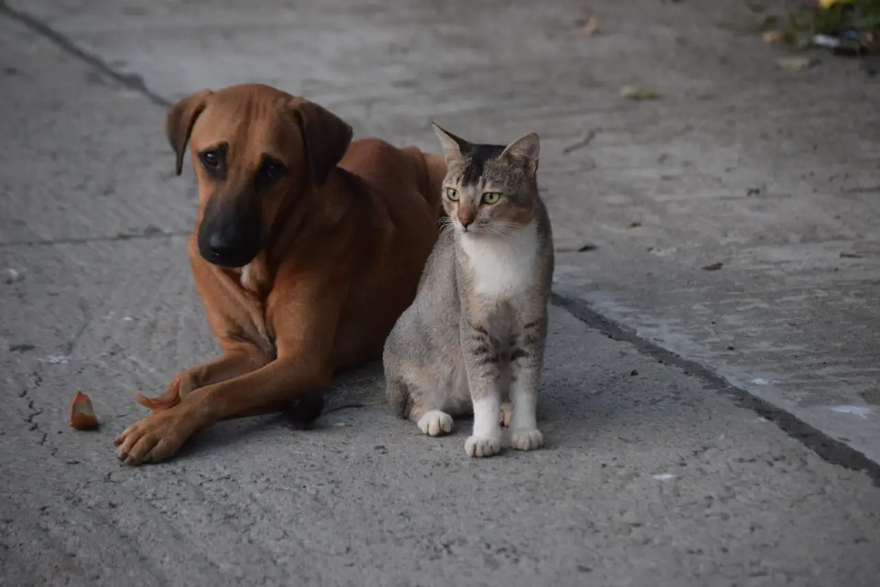 A dog and a cat sitting together on a concrete street in Kolkata. Perfect harmony in an urban setting.