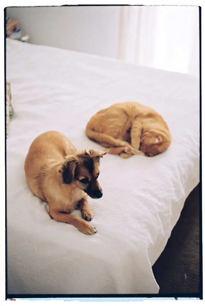 A dog and a cat relaxing on a clean white bed, capturing a peaceful moment indoors.